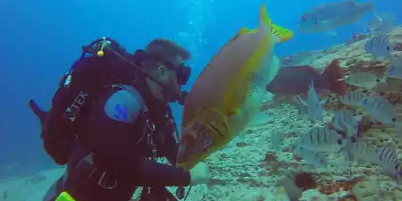 Diving