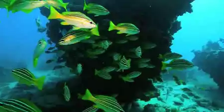 Marine Reserve of the Chinijo Archipelago